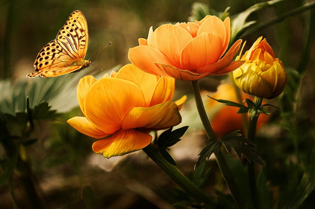 flowers, butterflies, beautiful